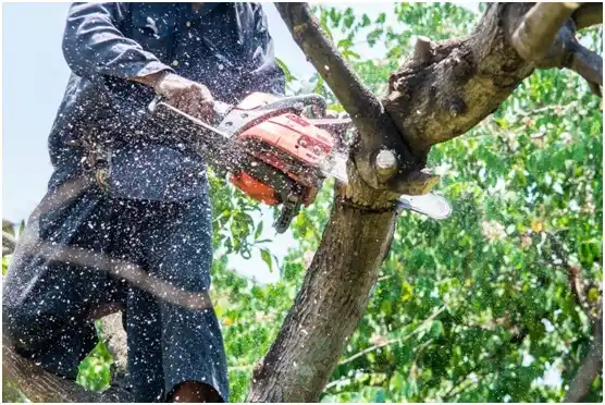 tree services Winterstown